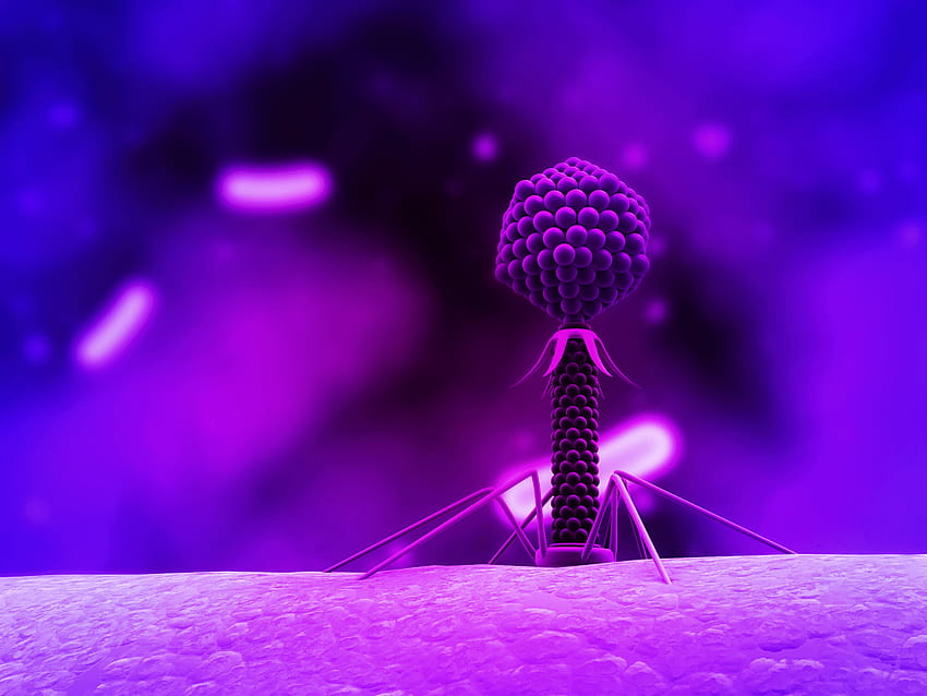 Vírus bacteriófago, microbiologia papel de parede HD