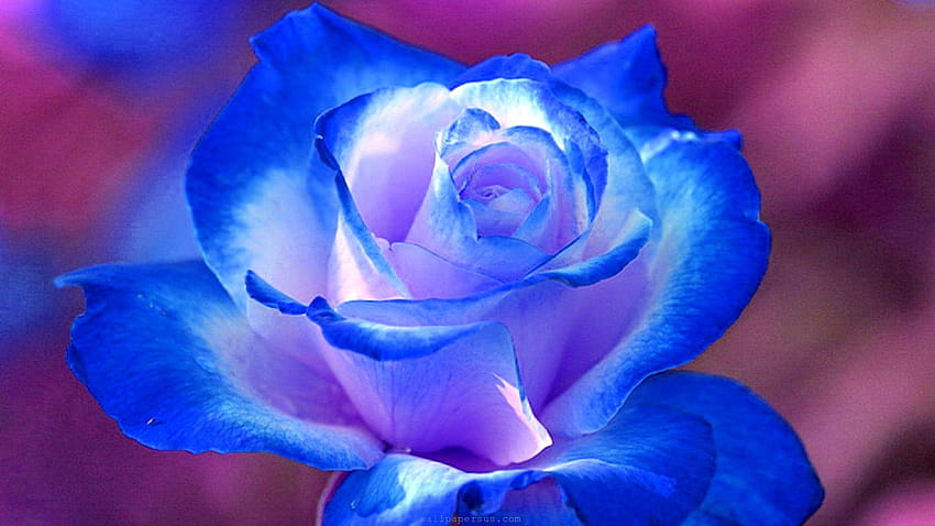 花: 青い自然愛 美しいバラの花 花 クロッカス、美しい自然愛 高画質の壁紙