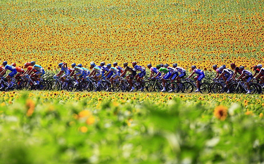 Tour De France Sunflowers HD wallpaper