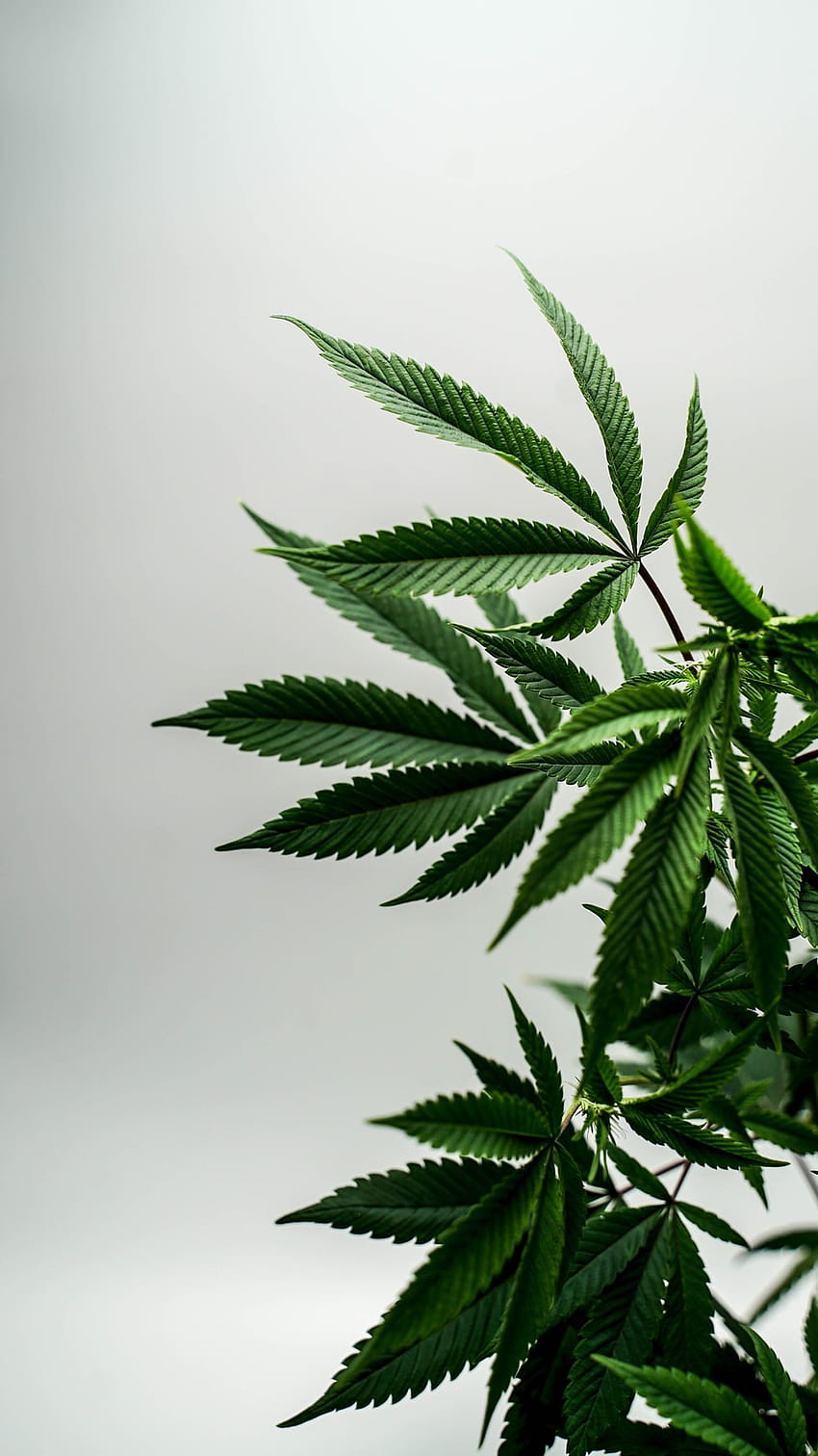 2 Weed, marijuana esthétique Fond d'écran de téléphone HD
