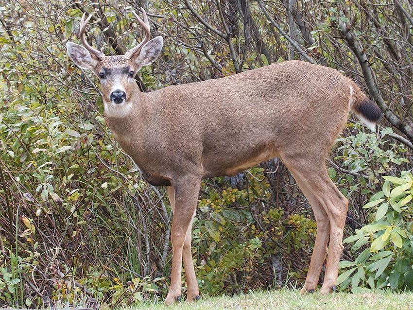 How To Hunt A Black, blacktail deer HD wallpaper