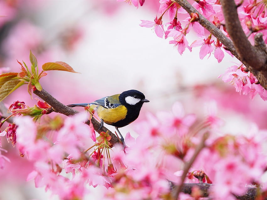 Sakura, pink flowers, bird, tit, spring 1920x1440, spring birds HD wallpaper