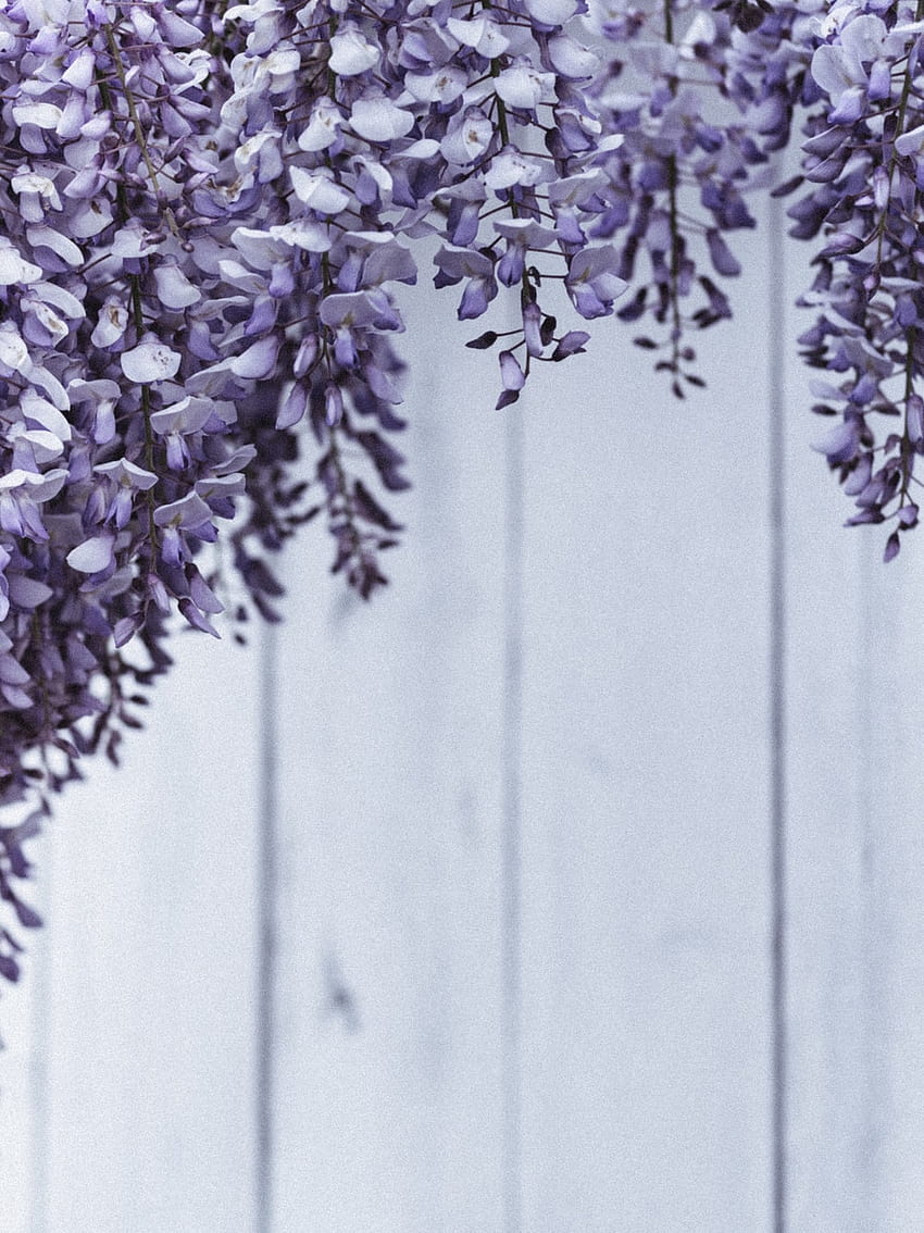 лилави и бели цветя върху сива дървена ограда – Сиво на, лилаво и бели цветя HD тапет за телефон