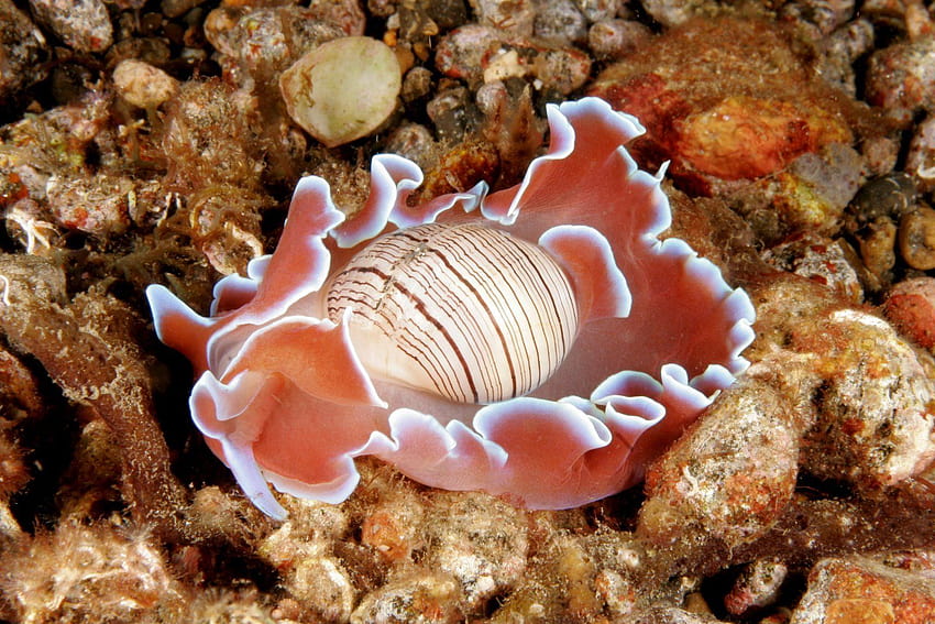 Babosa de mar nudibranquio fondo de pantalla