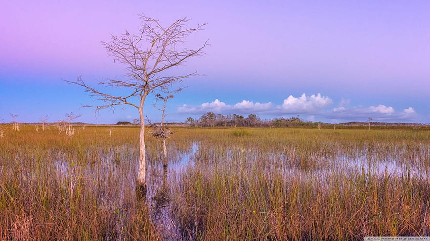Pink Sunset, Wetlands, Everglades National Park ❤ HD wallpaper