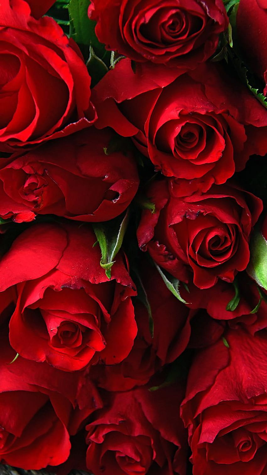 Rosa, fresca, flores rojas, 720x1280, hermosa rosa roja fondo de pantalla del teléfono