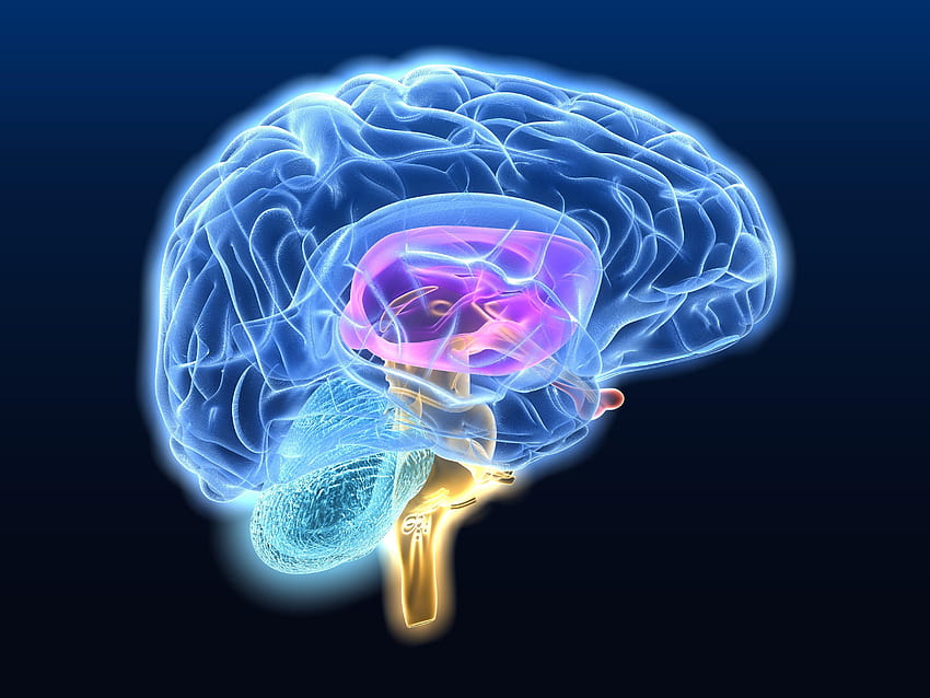 Anatomia cerebrale testa medica cranio digitale 3 Sfondo HD