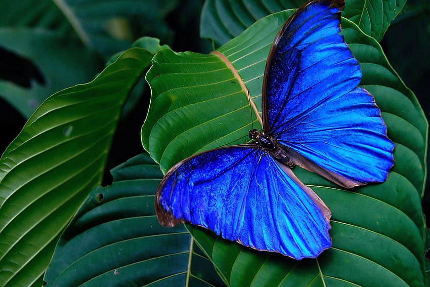 Blue Butterfly On Leaf Nature Des、蝶の性質 高画質の壁紙