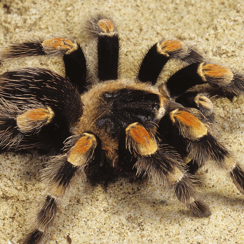 Black and yellow spider on the sand, spider cute HD phone wallpaper