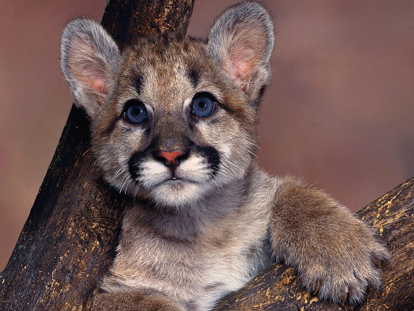 cougar, Puma, Blue, Eyes, Cute, Baby, Animal, puma animal HD wallpaper