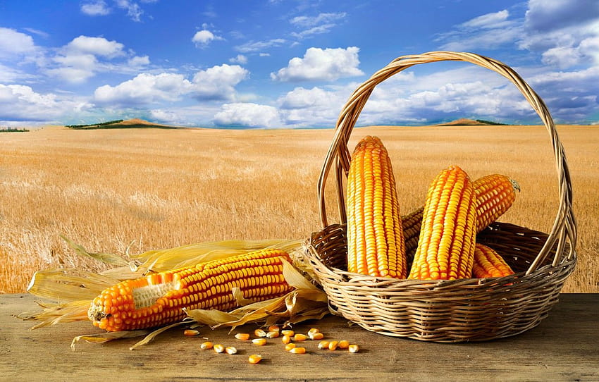 corn ,corn on the cob,sweet corn,corn kernels,corn on the cob,picnic basket,corn,basket,vegetarian food,vegetable,wicker HD wallpaper