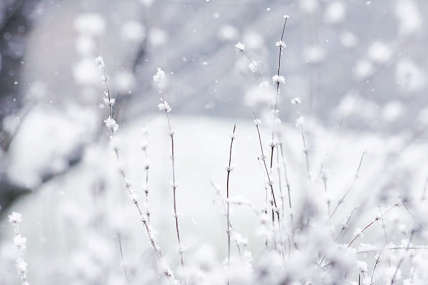 Latar Belakang Musim Dingin, musim dingin horizontal Wallpaper HD