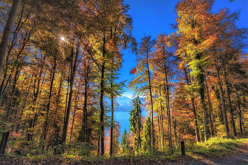 Tall Trees on Autumn Lake Ultra, autumn tall trees HD wallpaper | Pxfuel