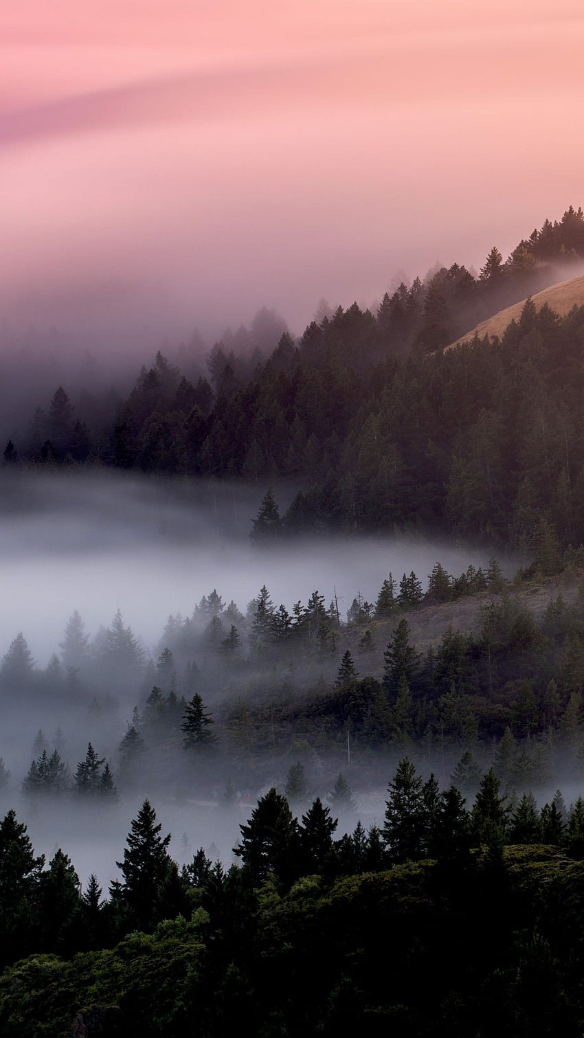森、朝、霧、霧、山、青い時間、霧山の木川 HD電話の壁紙