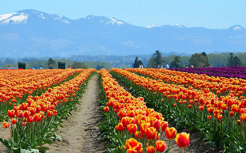 tulip Orange Mountains Fields Flowers, mountain of tulips HD wallpaper
