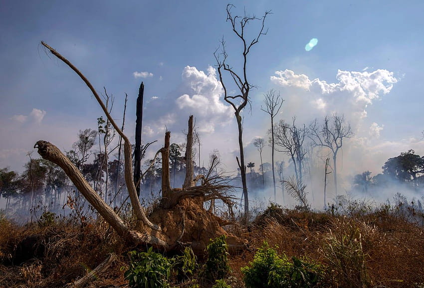 The Amazon rainforest is still on fire, amazon forest brazil HD wallpaper