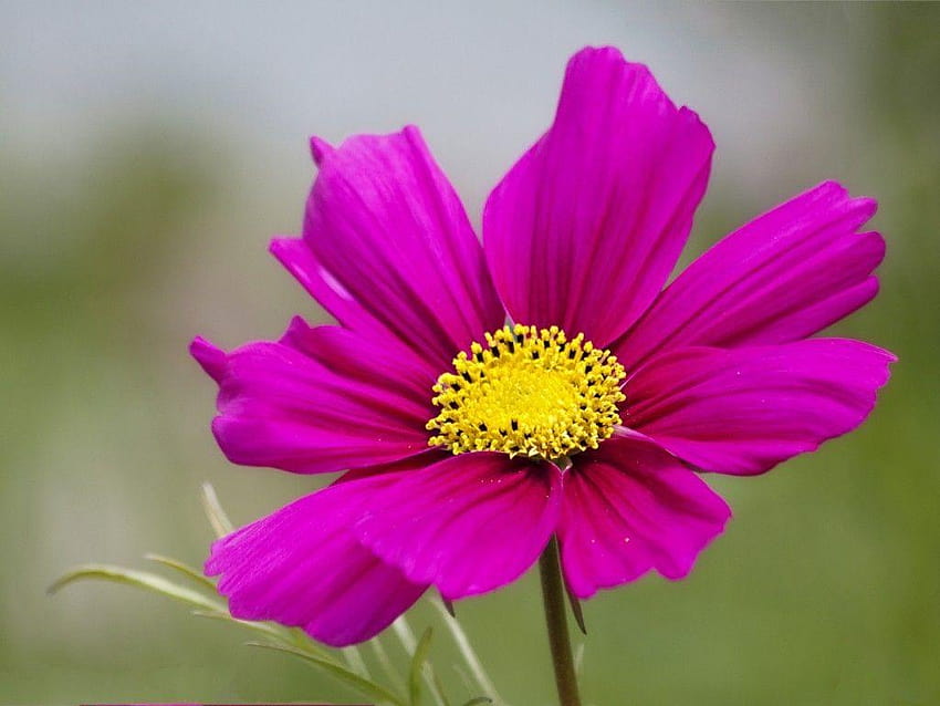 Цвете: One Single Flower Pink Petals Blooms Kosmeya High HD тапет