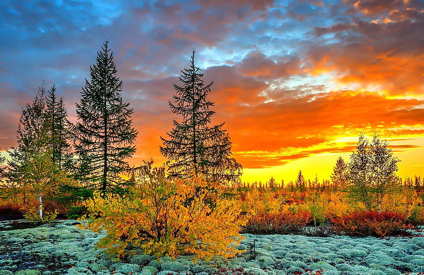 Zachód słońca: Liście Jasne Piękno Ogniste krzewy Pomarańczowe chmury Spadające drzewa, ognisty zachód słońca Tapeta HD