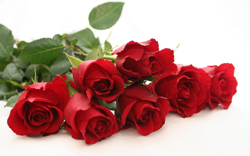 Speciale per San Valentino: Top 10 Awesome Rose Day Love Sfondo HD