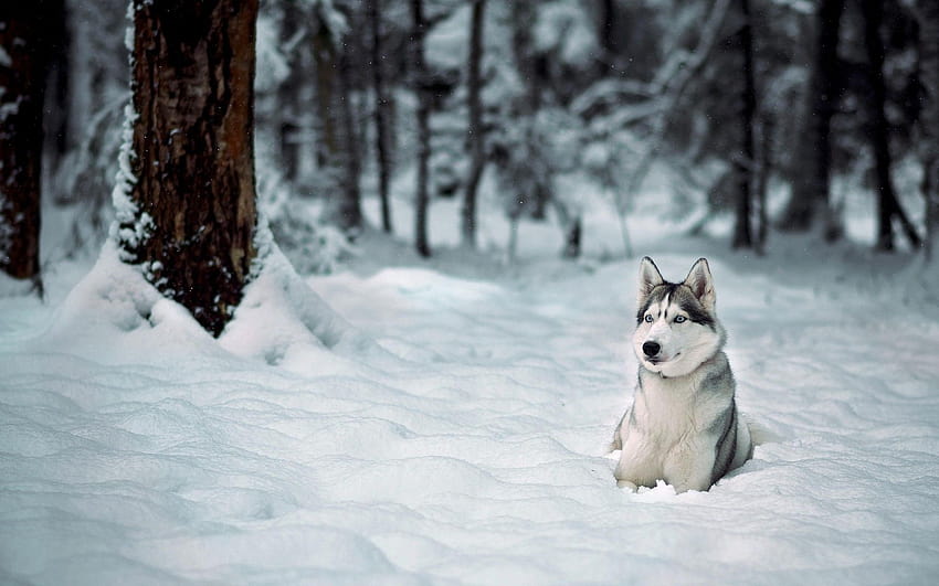 Siberian husky 27781 [1920x1200] for your , Mobile & Tablet, syberian husky computer HD wallpaper