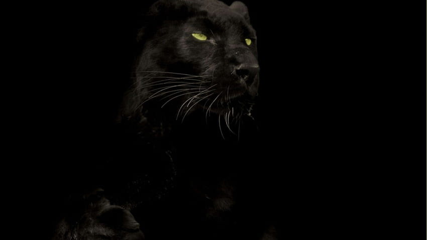 res, black panther big cat HD wallpaper