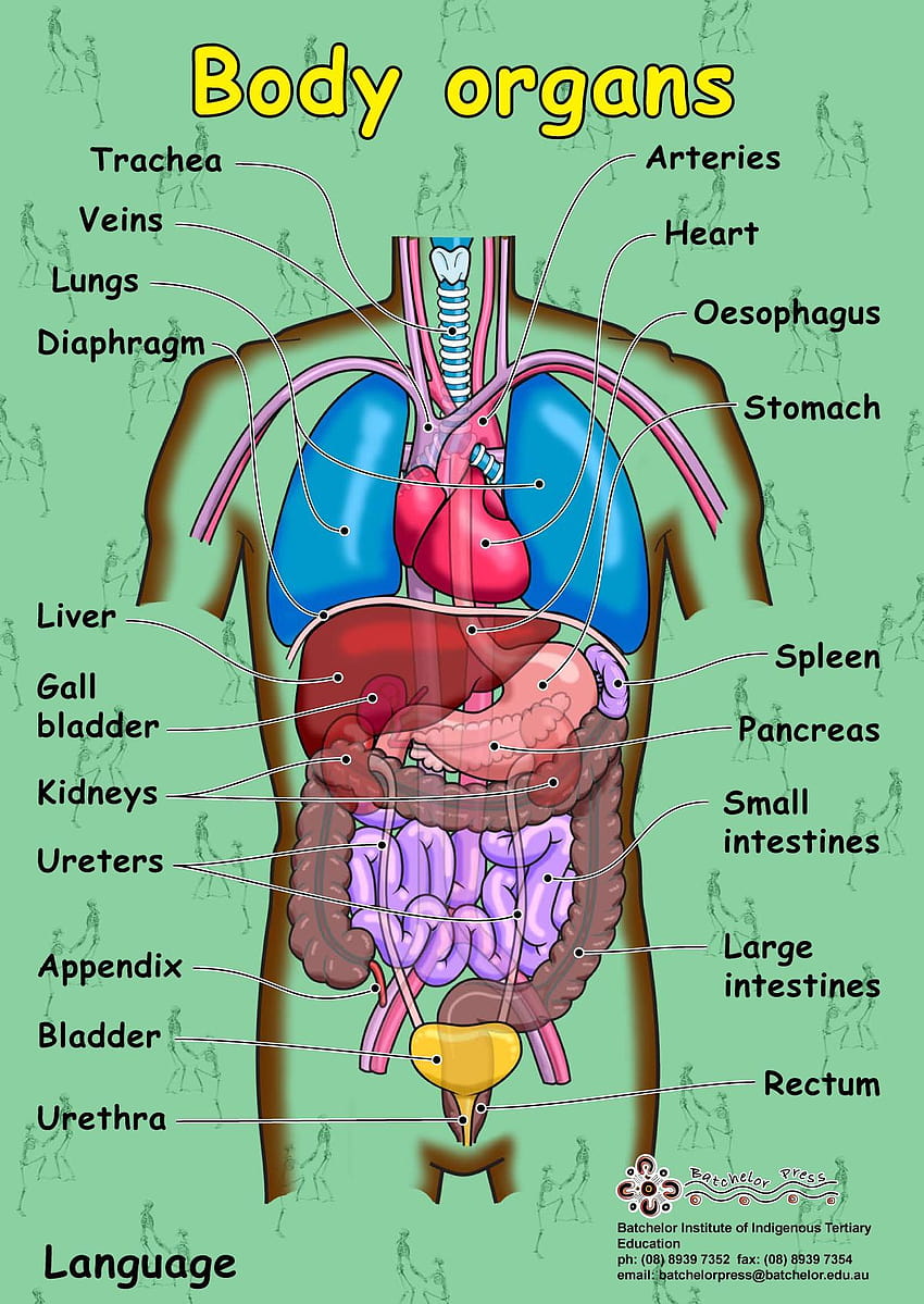 Плакатът за анатомия на черния дроб показва местоположението на черния дроб върху тялото и предоставя предни части на тялото HD тапет за телефон