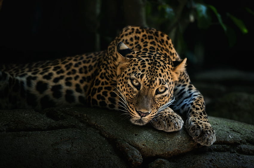 leopardos Leopardo e fundos, leopardo legal papel de parede HD