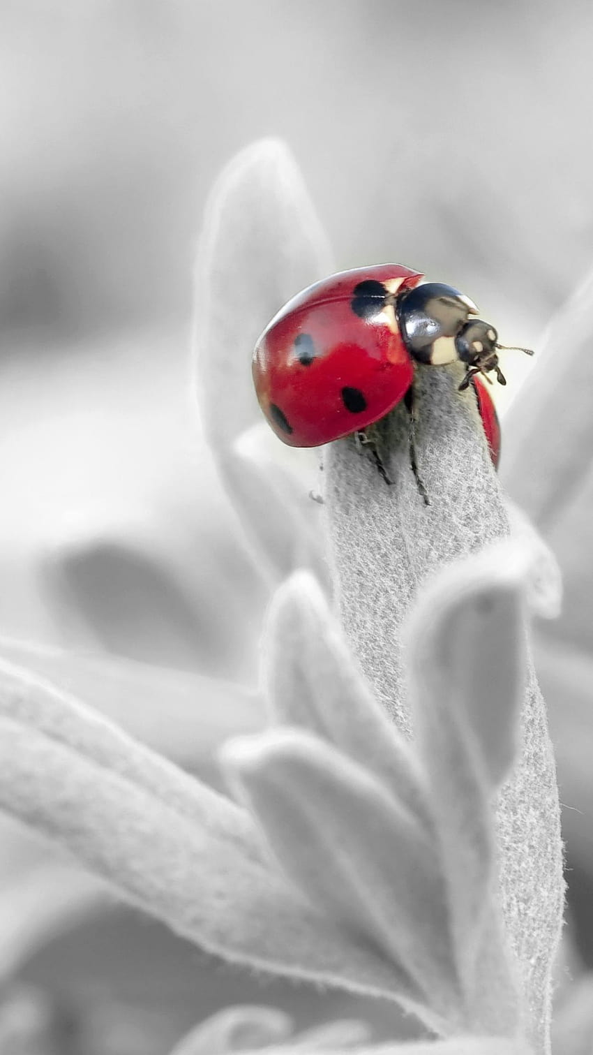 Ladybug Insect Flower Petals, lady bug smartphone HD phone wallpaper