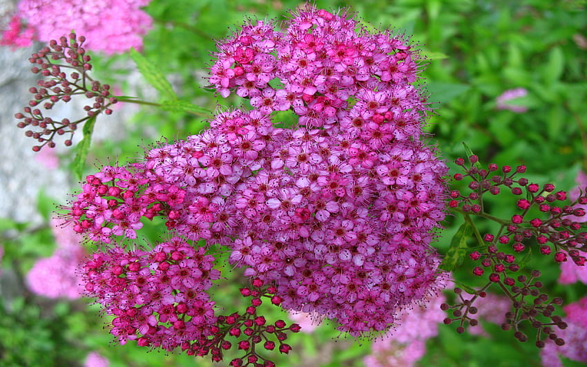Spiraea Japonica Pink Flowers Deciduous Bush Flowers From Late, late spring HD wallpaper