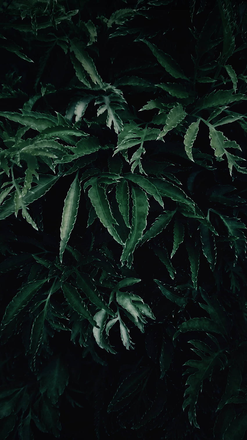 Dark Green Leaves, dark leaves HD phone wallpaper | Pxfuel