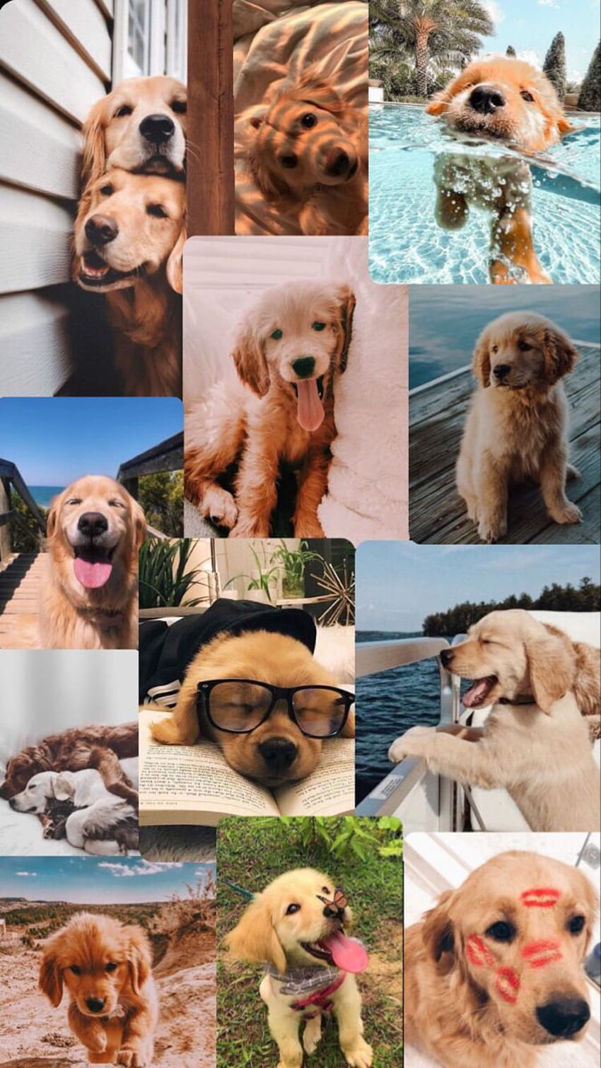 Golden retriever, cachorro collage fondo de pantalla del teléfono