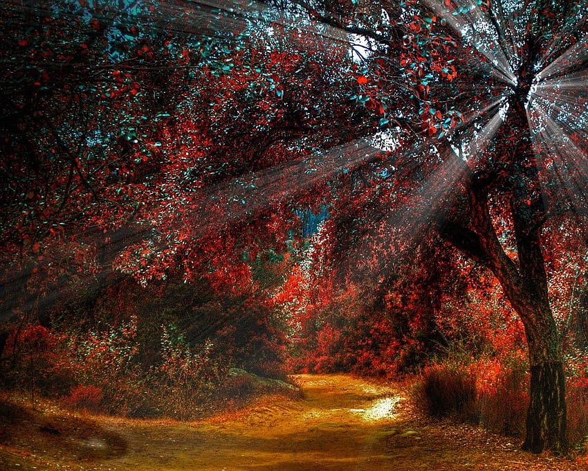 Forest Waldweg Splendor Trees Sun Autumn Shine Color Romantic Place, romantic 3d HD wallpaper