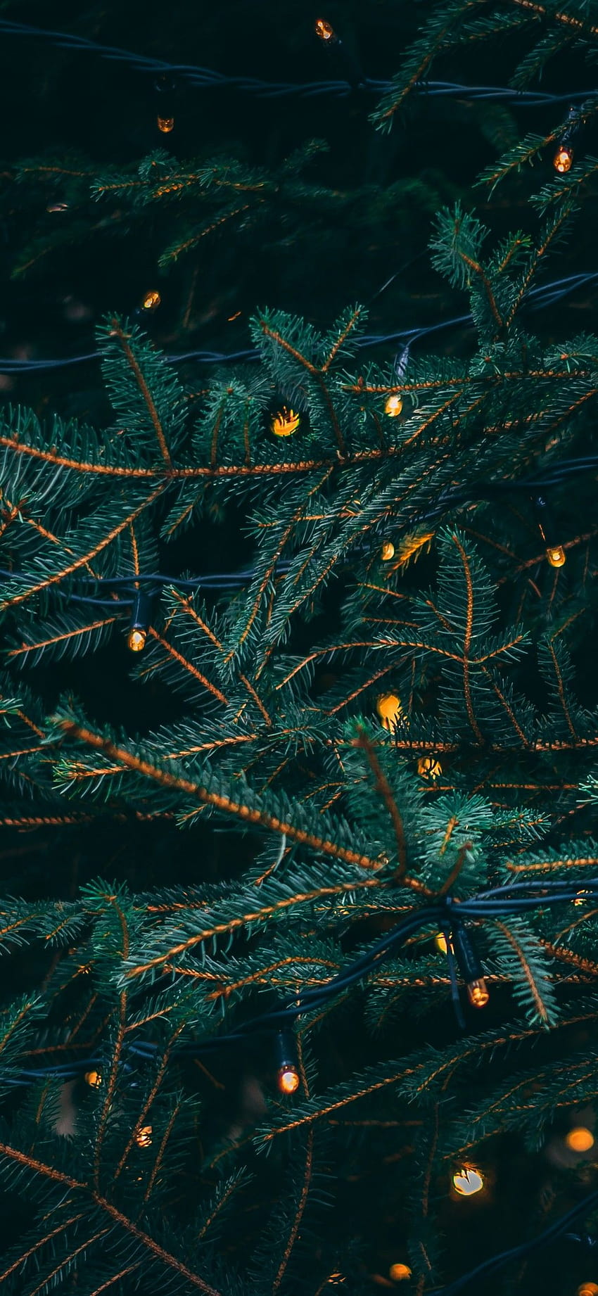 Pine trees , Decoration, LED lights, Christmas decoration, Celebrations/Christmas, christmas lights yellow HD phone wallpaper