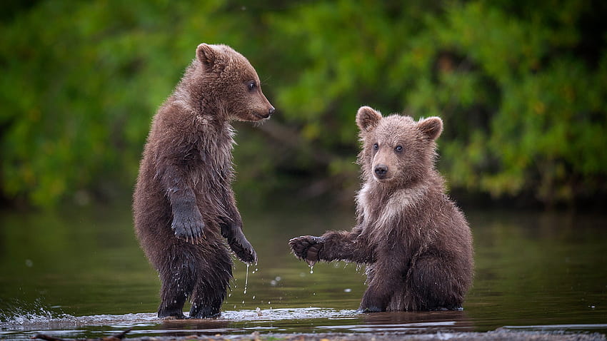 Dua anak beruang coklat di sungai, Kamchatka Krai, Rusia Wallpaper HD