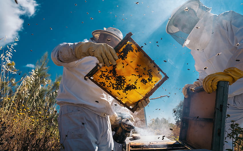 ความรู้เบื้องต้นเกี่ยวกับการเลี้ยงผึ้งพร้อมถามตอบ – เวิร์คช็อป Bee Day – SOLD OUT วอลล์เปเปอร์ HD