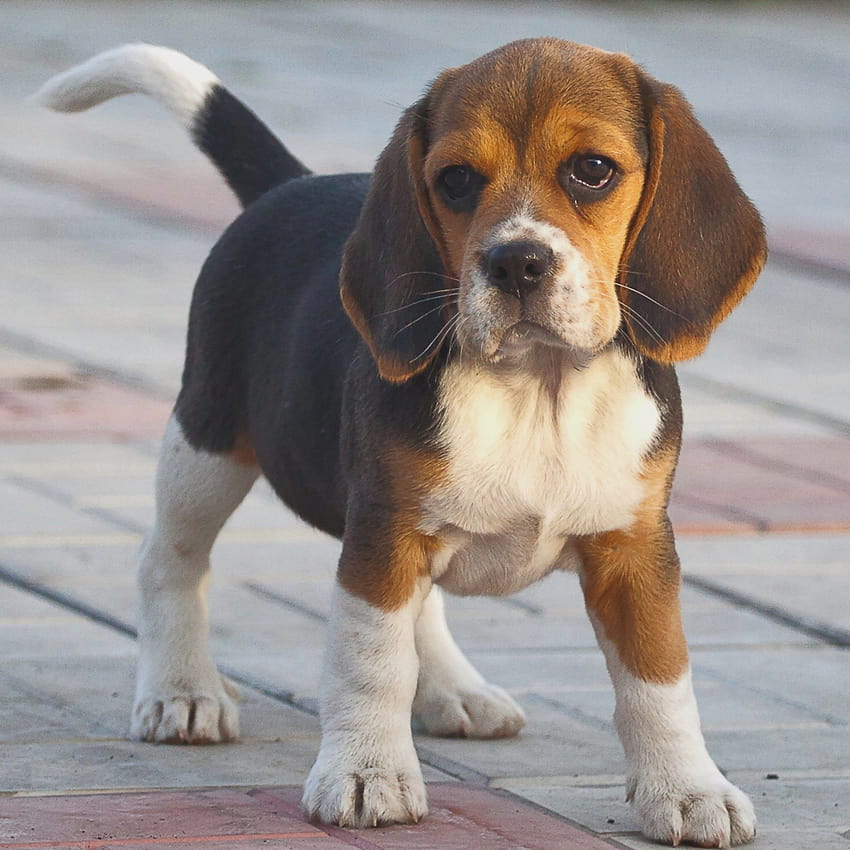 Beagle Puppy HD phone wallpaper