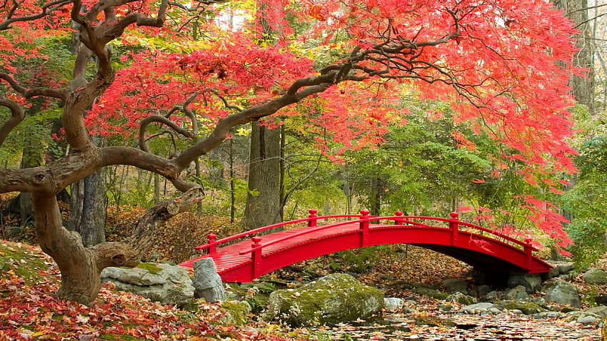 Japanese Garden, autumn zen garden HD wallpaper
