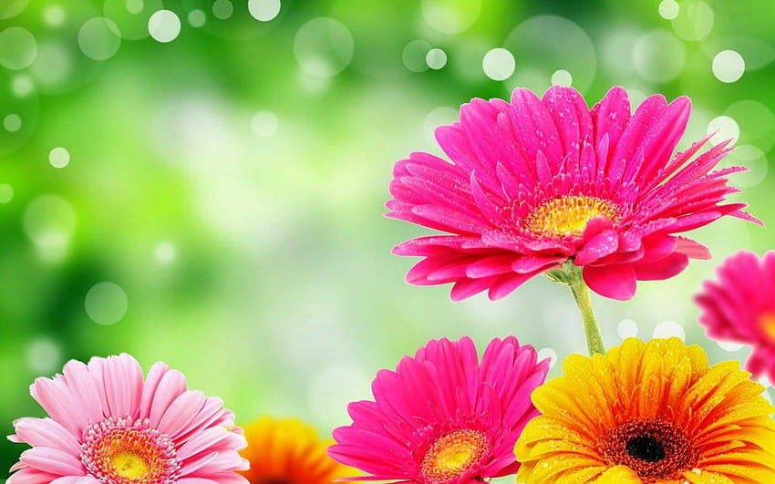 Bright Flowers, bright spring HD wallpaper | Pxfuel
