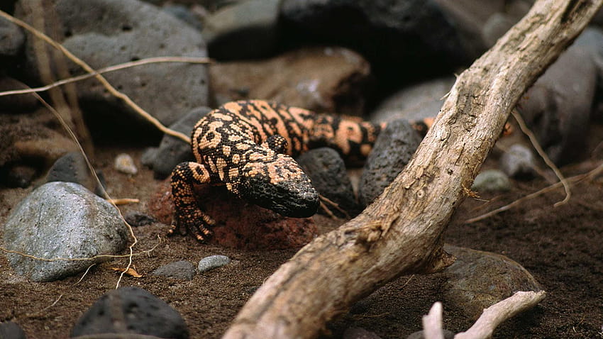 gila monster HD wallpaper