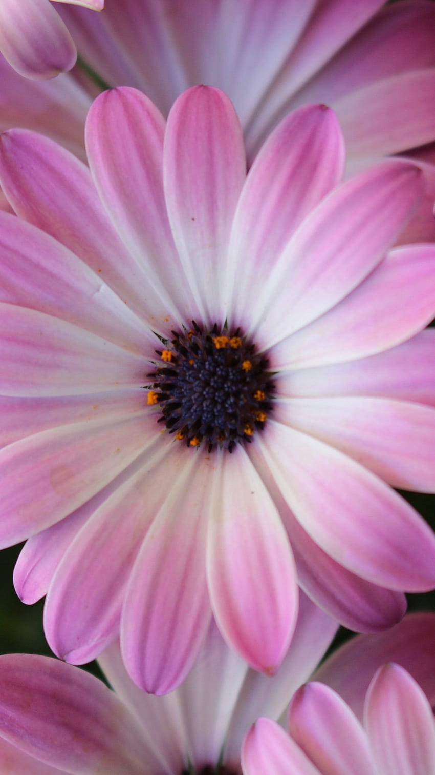 Purple Daisies, pink daisies HD phone wallpaper