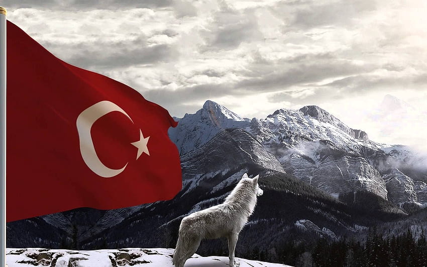 Turkish, Turkey, Bozkurt, Wolf ...wallup Sfondo HD