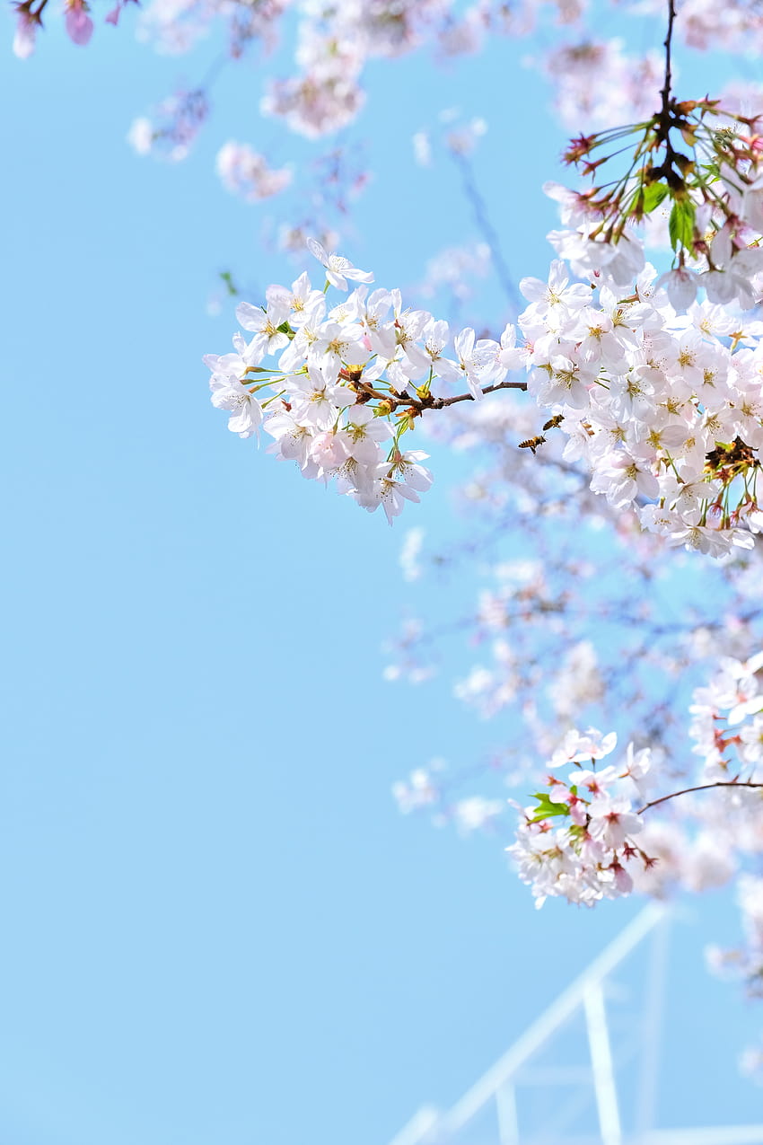 Best Cherry Blossom ·, kwiaty wiśni Tapeta na telefon HD