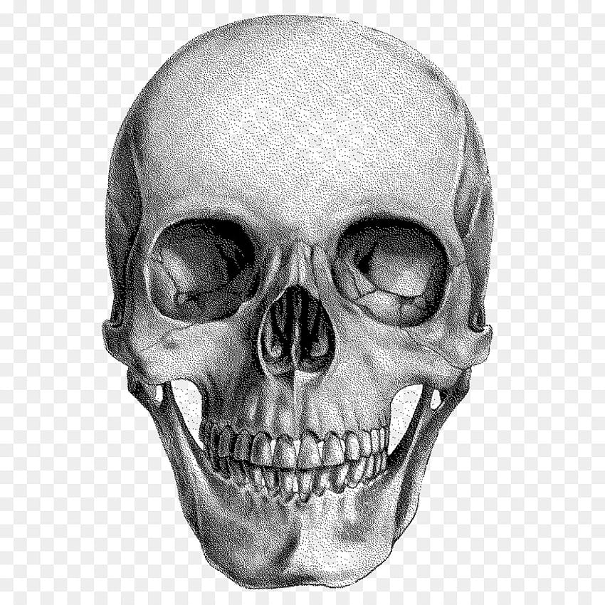 Anatomía del dibujo del cráneo humano fondo de pantalla del teléfono