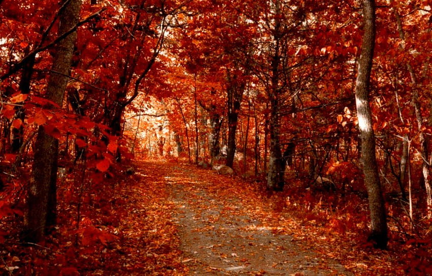 Layar lebar Autumn Road Woods, kekaguman musim gugur Wallpaper HD