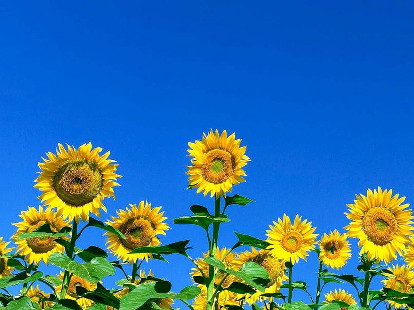 1024x768 sunflowers, field, sky, summer, sunny standard 4:3 backgrounds, summer and sunny HD wallpaper