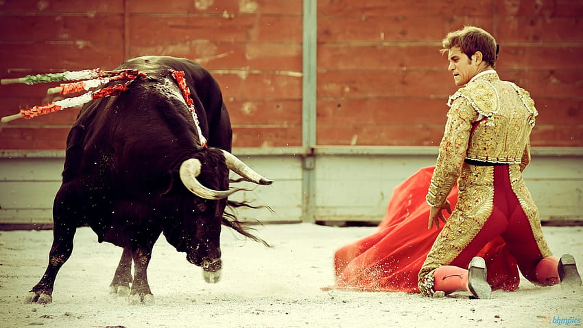 Bull Fighting [1600x900] for your , Mobile & Tablet HD wallpaper