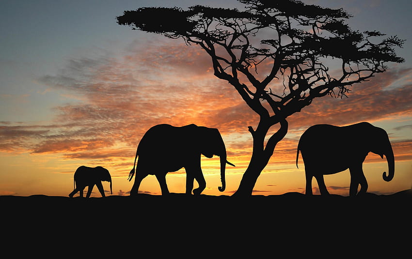 Savannah, Elephants, High Resolution, Nature, Evening,display, baby elephant drinking HD wallpaper