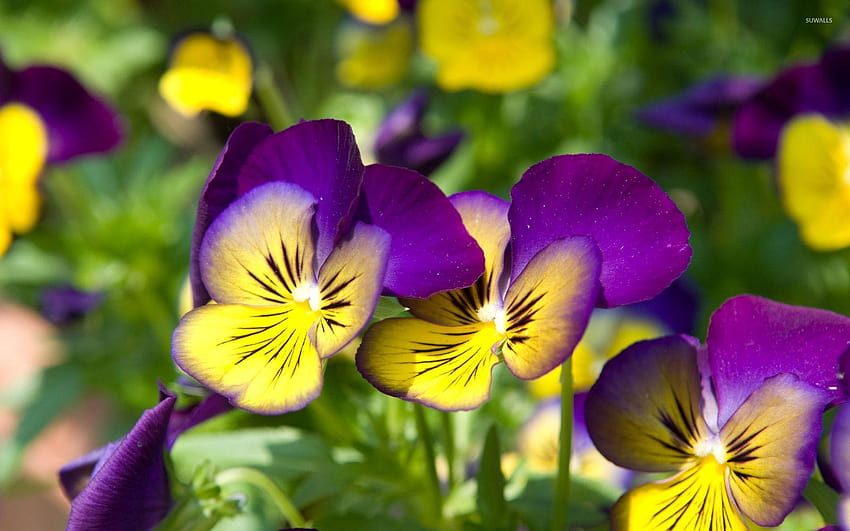 Pretty Pansies Pansy Flowers Hd Wallpaper Pxfuel