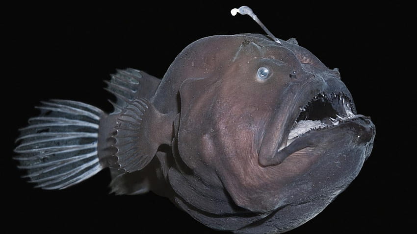 Anglerfish , Animal, HQ Anglerfish, scary fish HD wallpaper