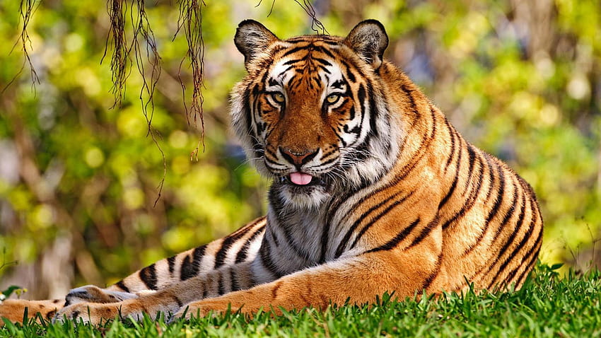 Животни природа тигри див, природни животни HD тапет